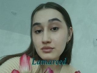 Lamareed