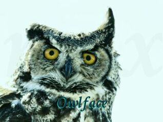 Owlface