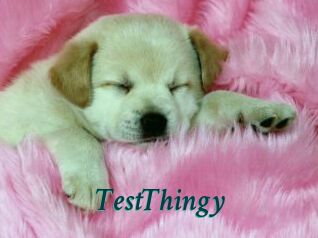 TestThingy